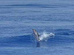 Cetacei e uccelli marini dalla barca